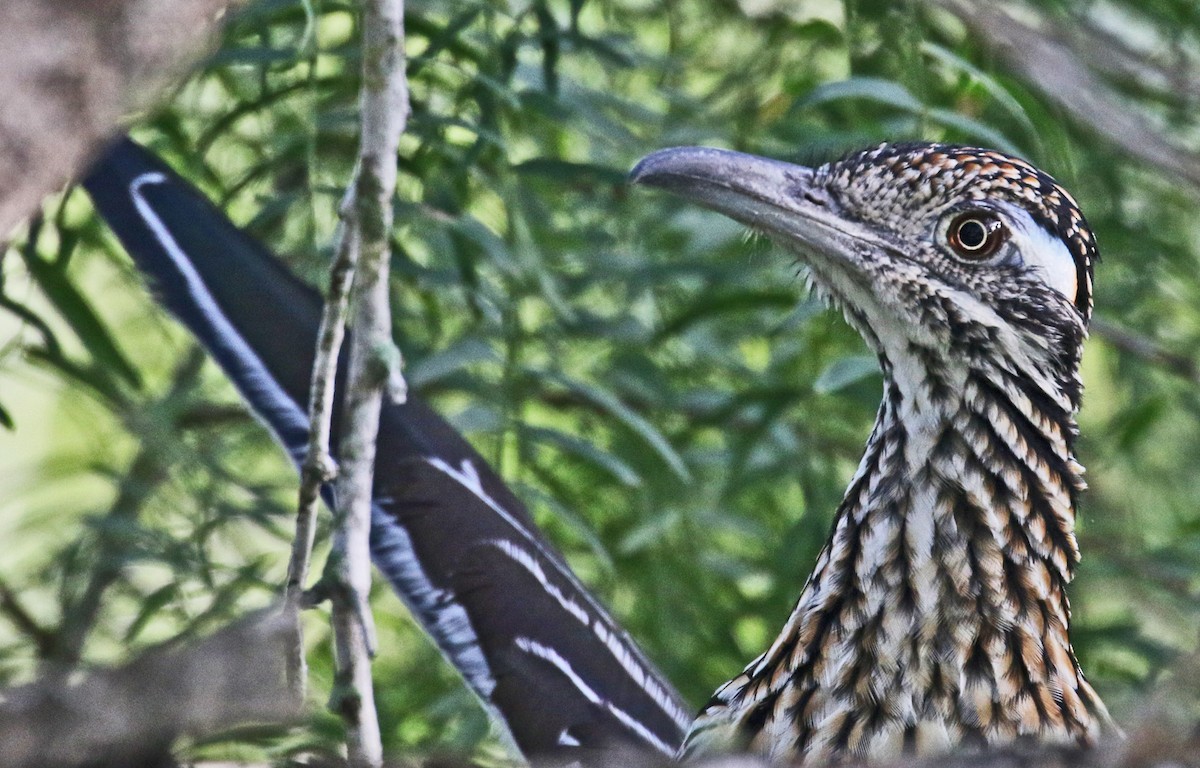 Greater Roadrunner - ML622149927