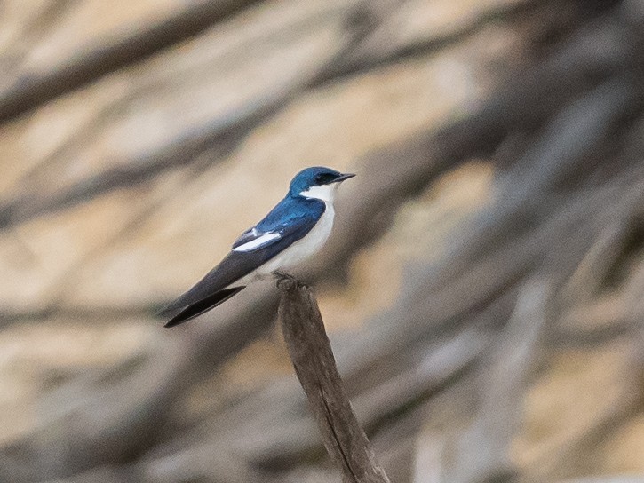 Golondrina Aliblanca - ML622149936