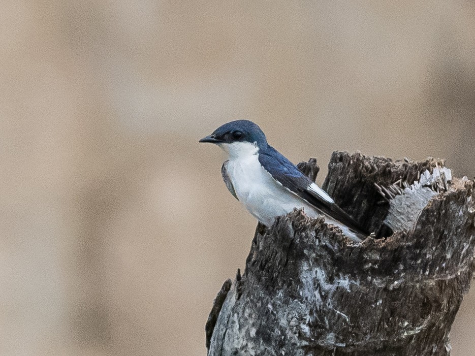 Golondrina Aliblanca - ML622149937