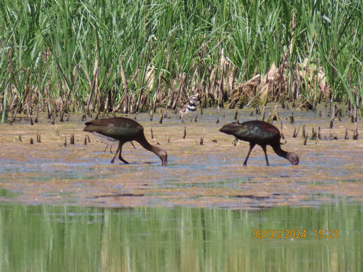 ibis americký - ML622149939