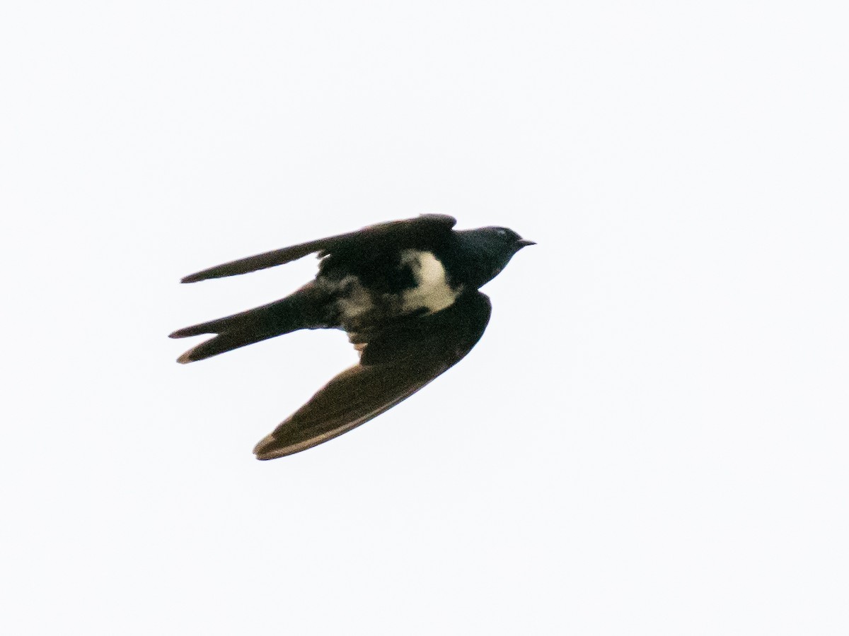 White-banded Swallow - Bob Friedrichs