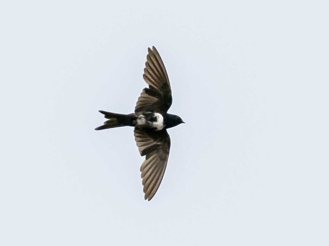 Golondrina Fajiblanca - ML622149947