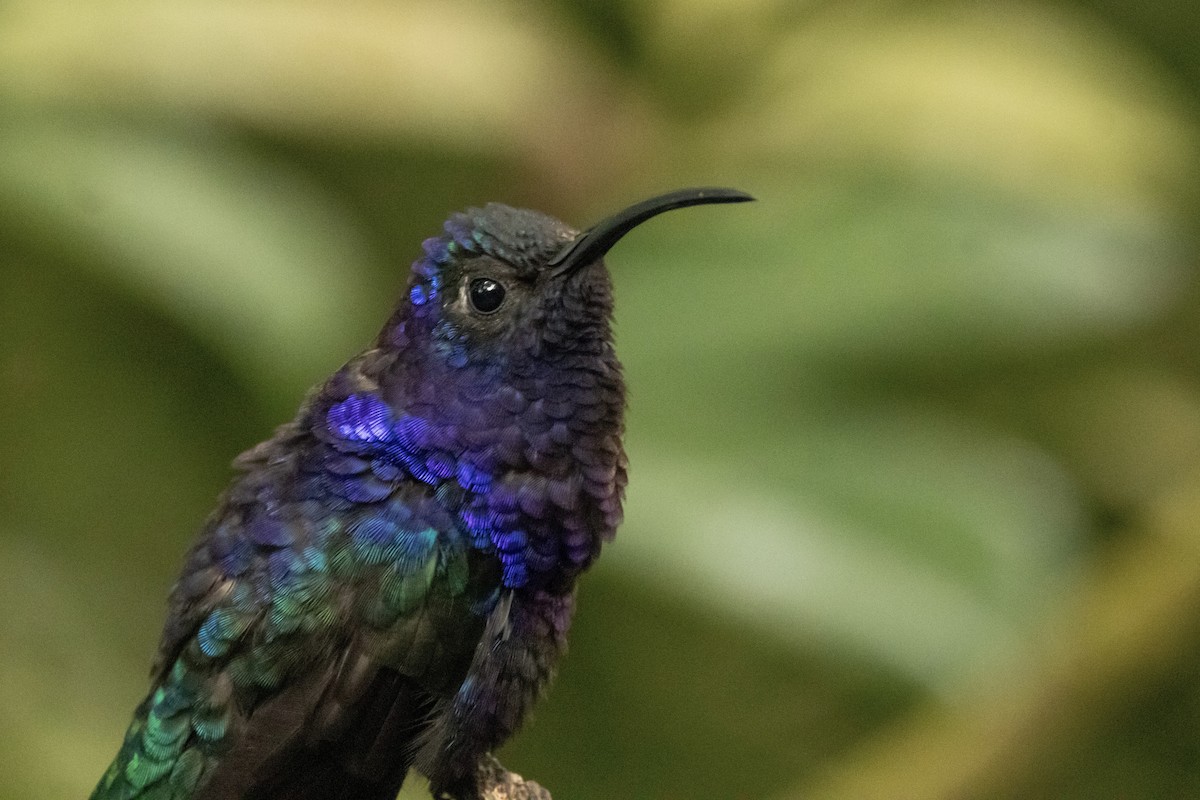 Colibrí Morado - ML622149949