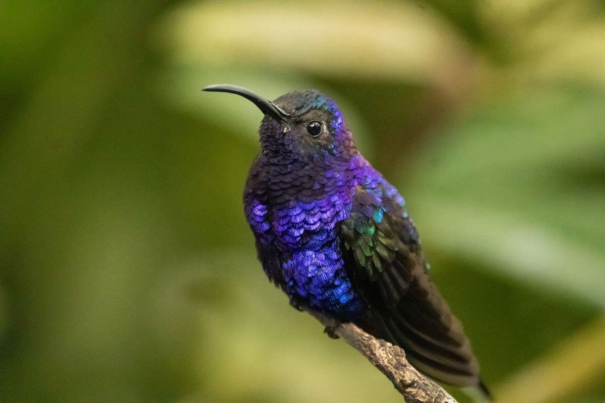 Colibrí Morado - ML622149950