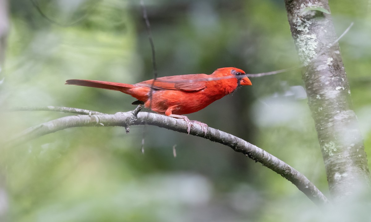 Cardenal Norteño - ML622149955