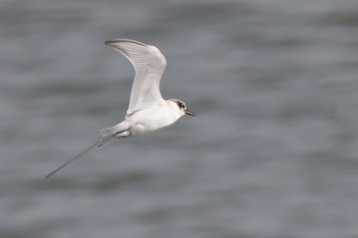 Least Tern - ML622149962