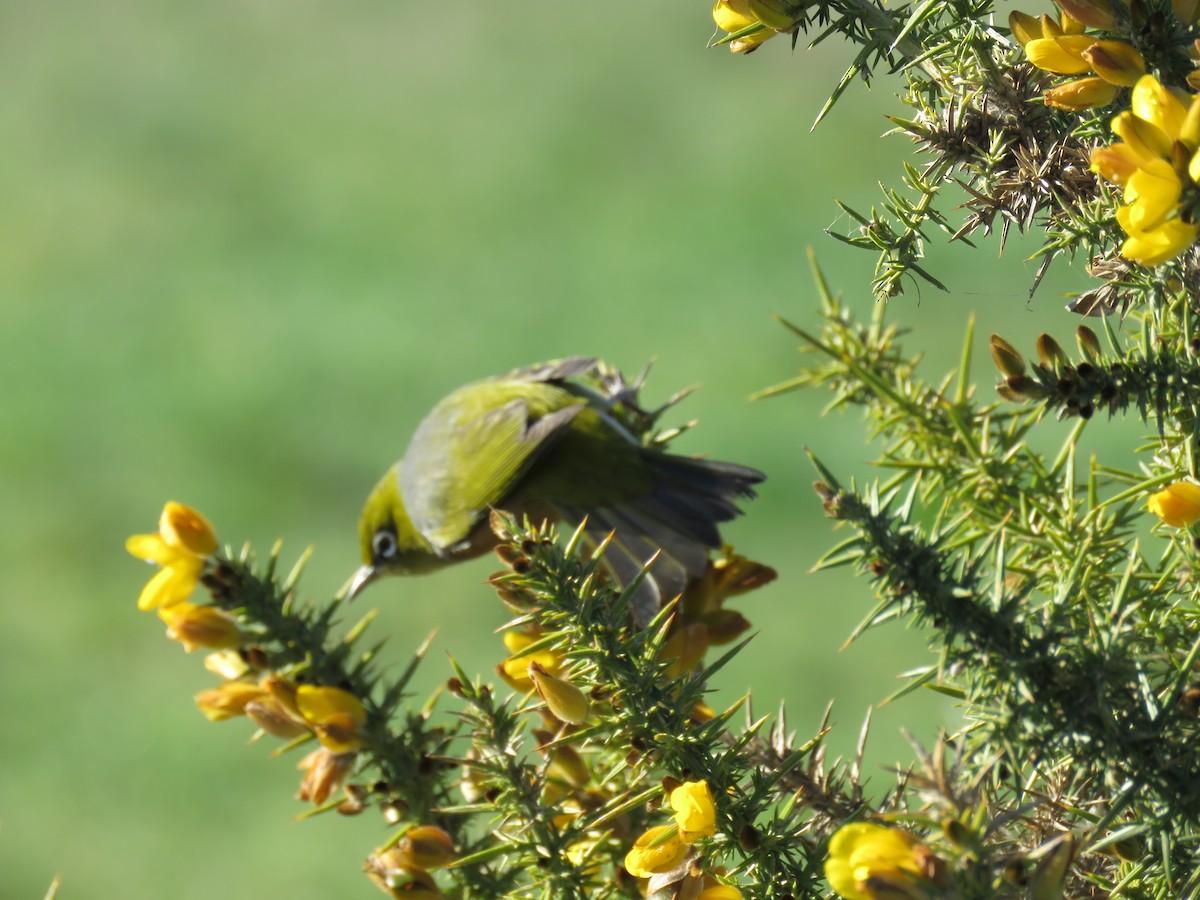 Silvereye - ML622149963