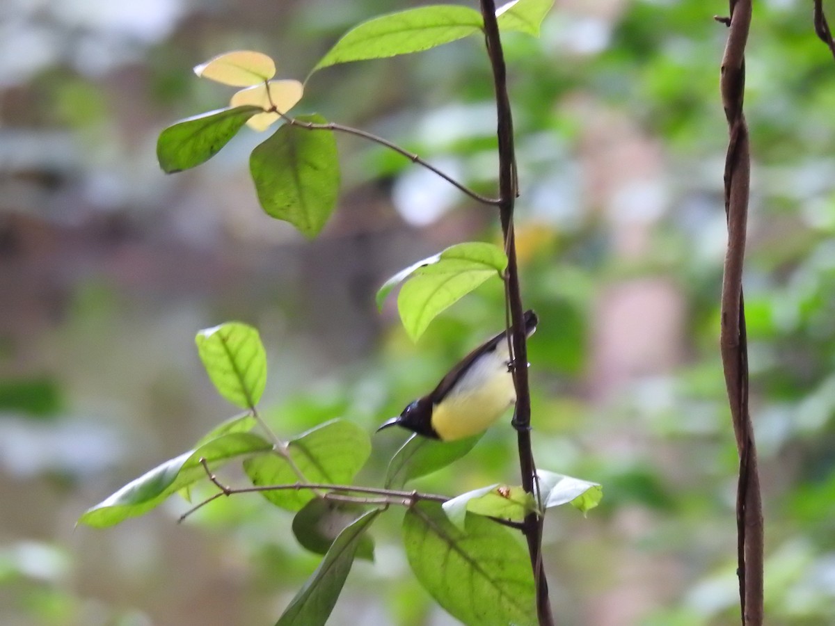 Purple-rumped Sunbird - ML622149971