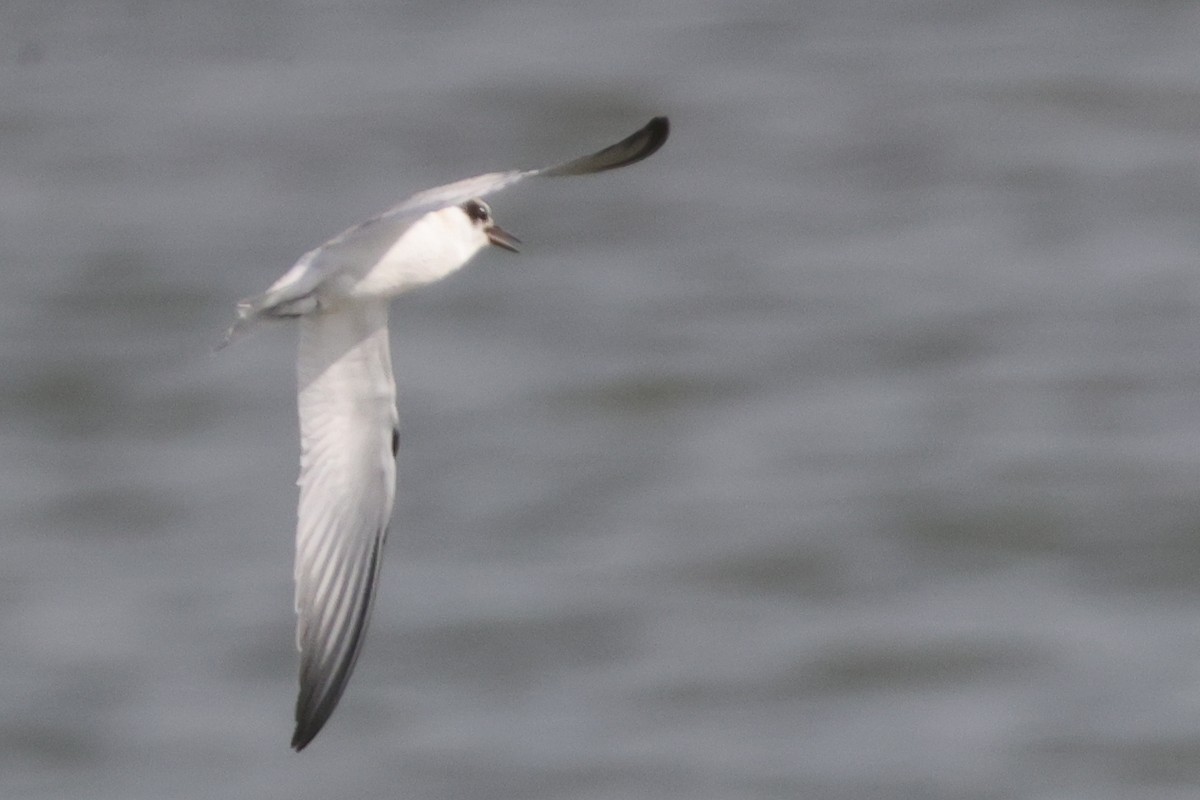 Least Tern - ML622149976