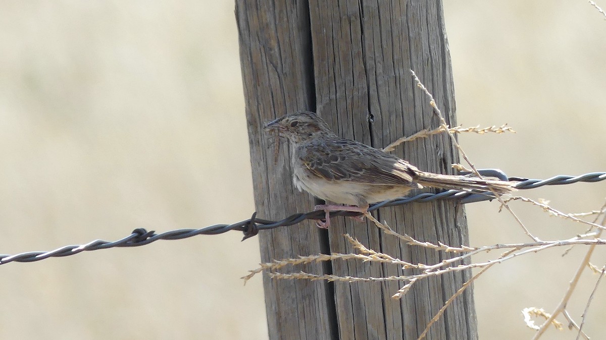 Cassin's Sparrow - ML622149979