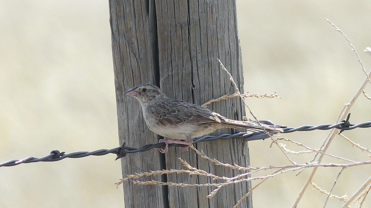 Cassin's Sparrow - ML622149984