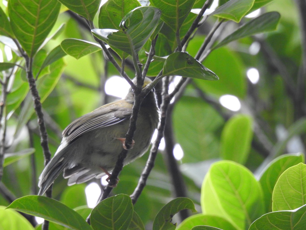 Gray-headed Bulbul - ML622149985