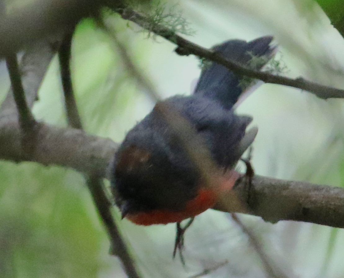 Slate-throated Redstart - ML622149989