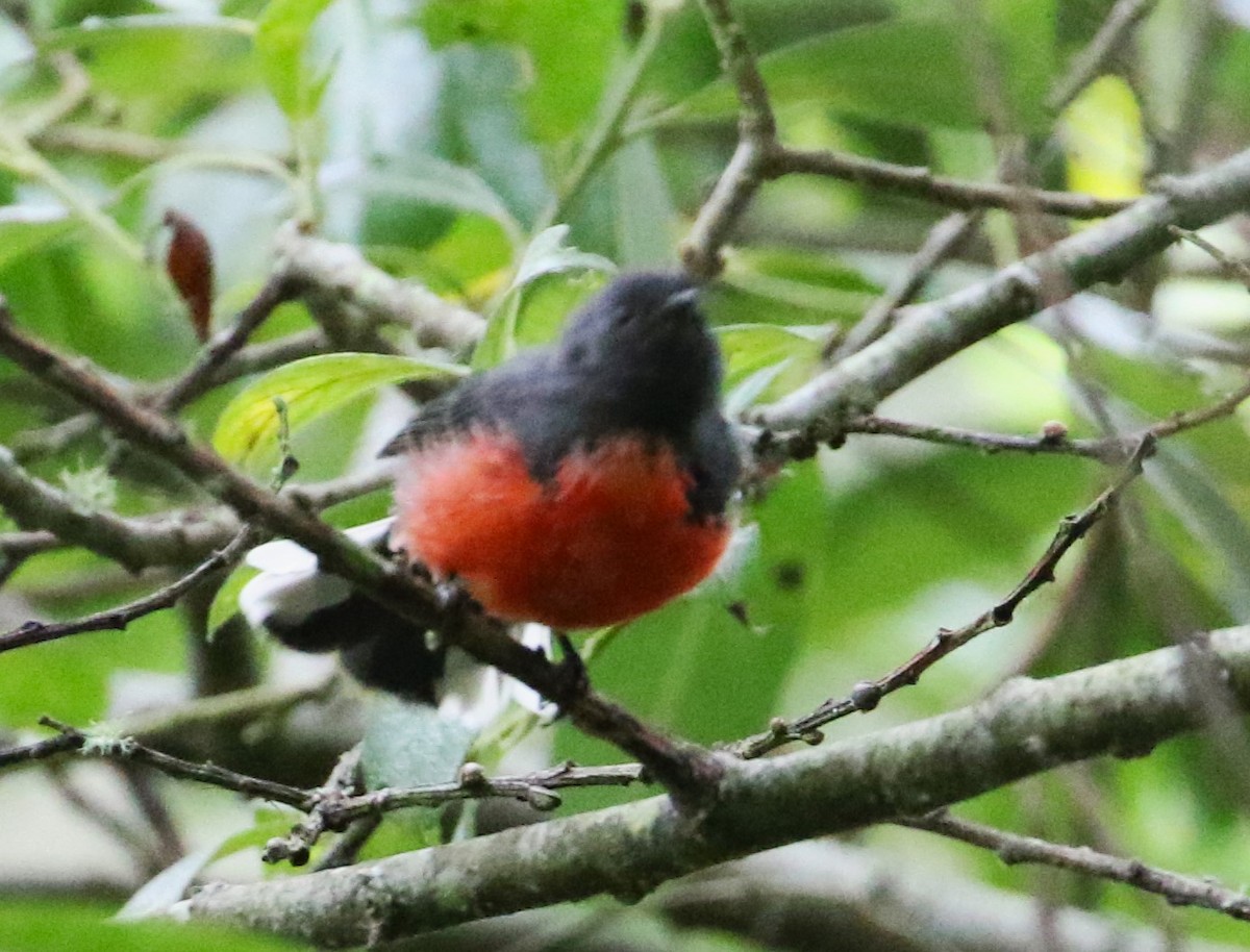 Slate-throated Redstart - ML622149990