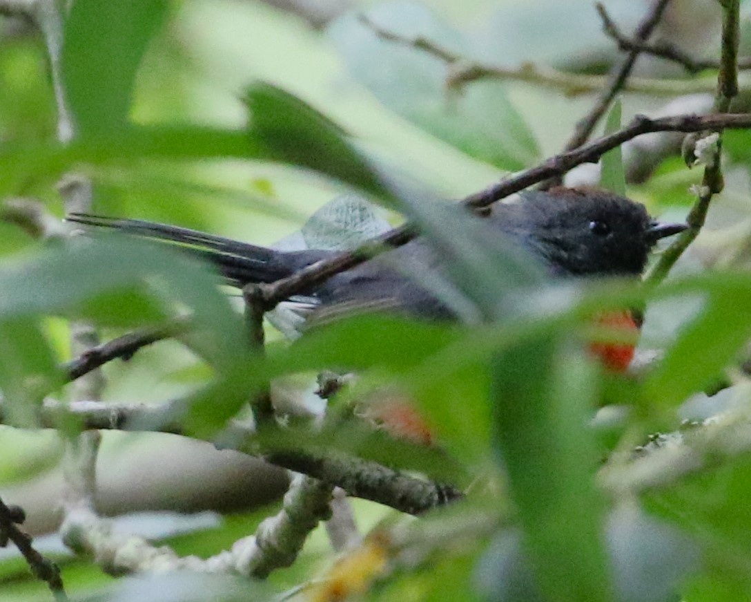 Slate-throated Redstart - ML622149991