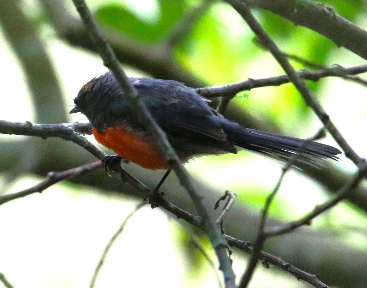 Slate-throated Redstart - Chris Conard