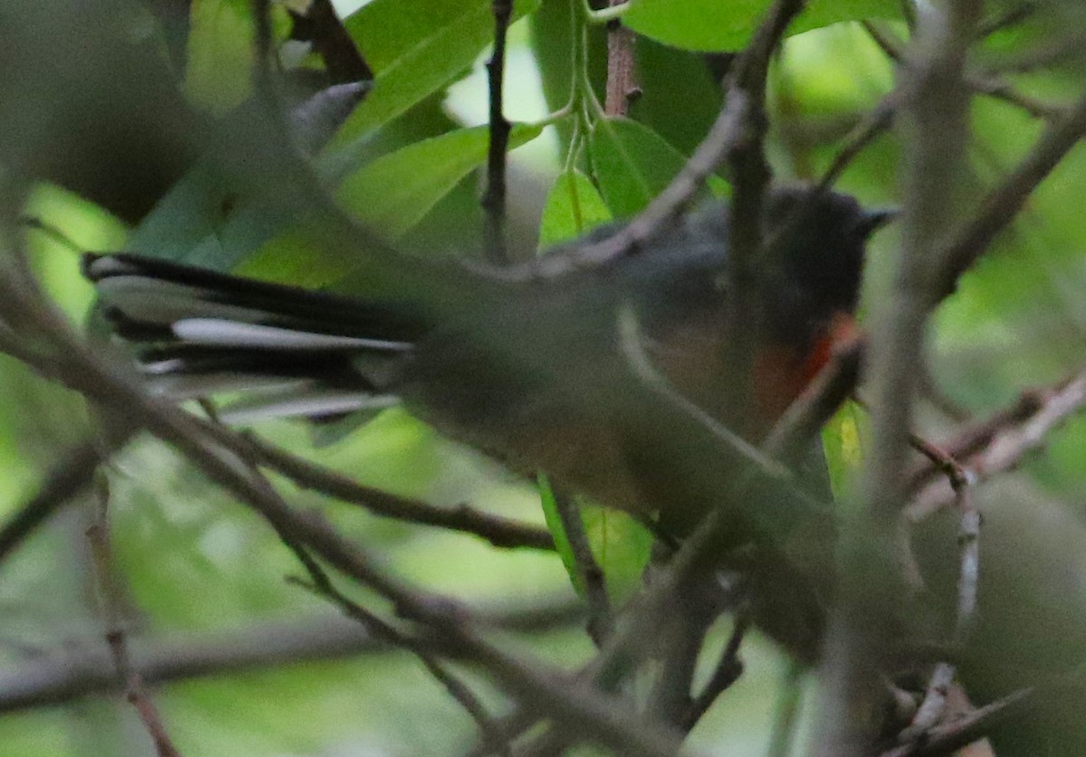 Slate-throated Redstart - ML622149993