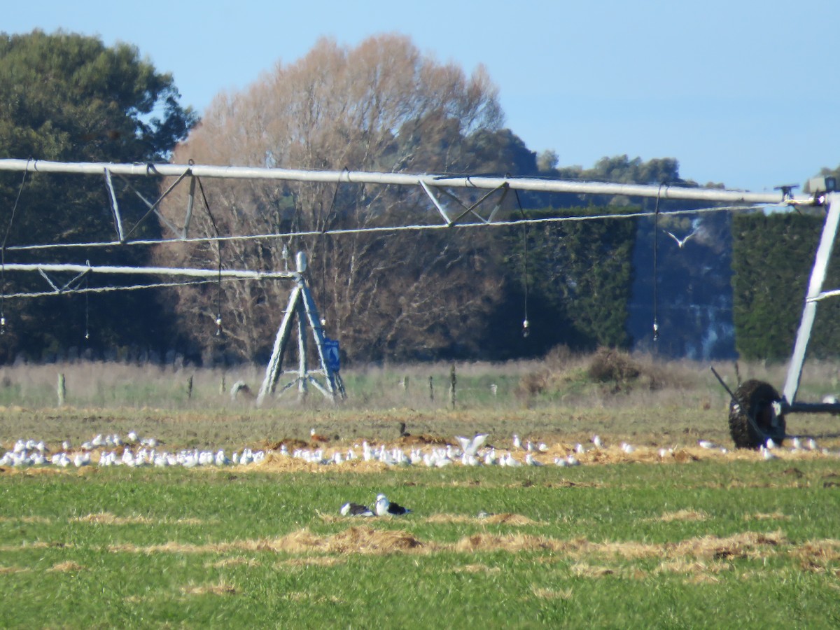 Mouette de Buller - ML622150008