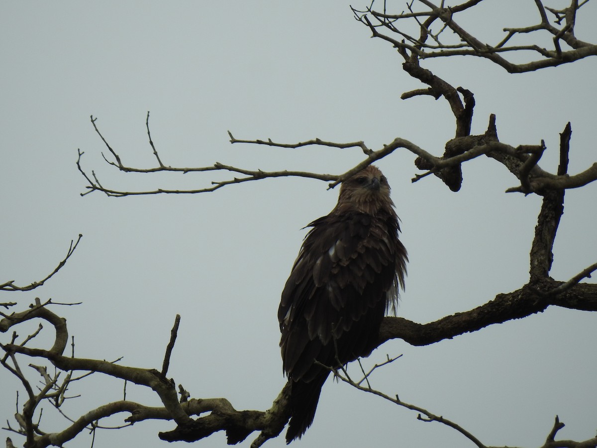 Brahminy Kite - ML622150012