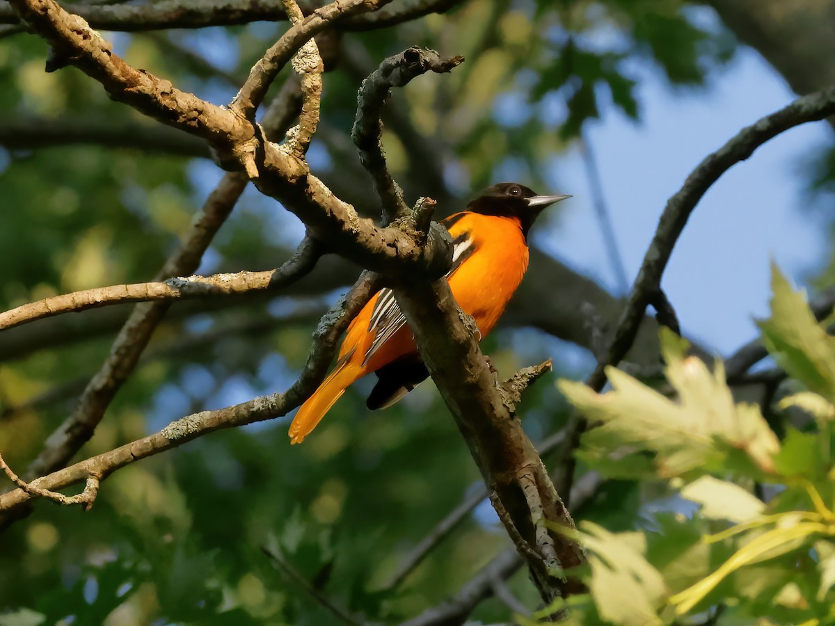 Baltimore Oriole - ML622150028