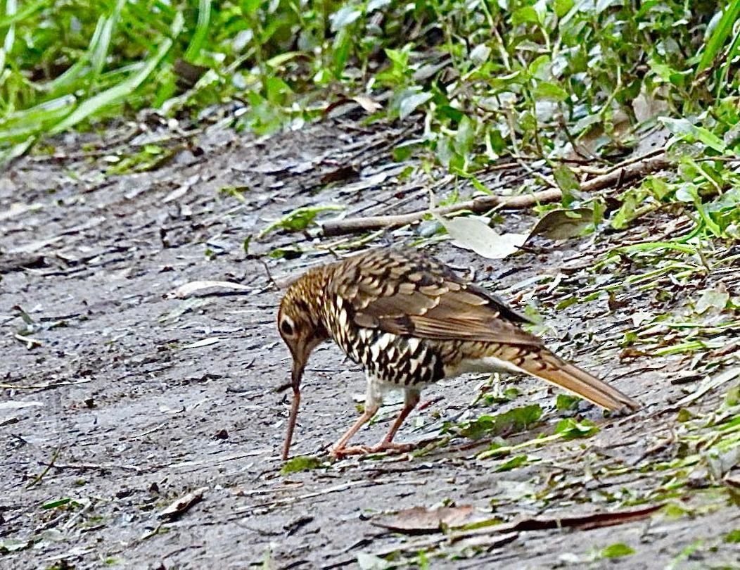 Bassian Thrush - ML622150031