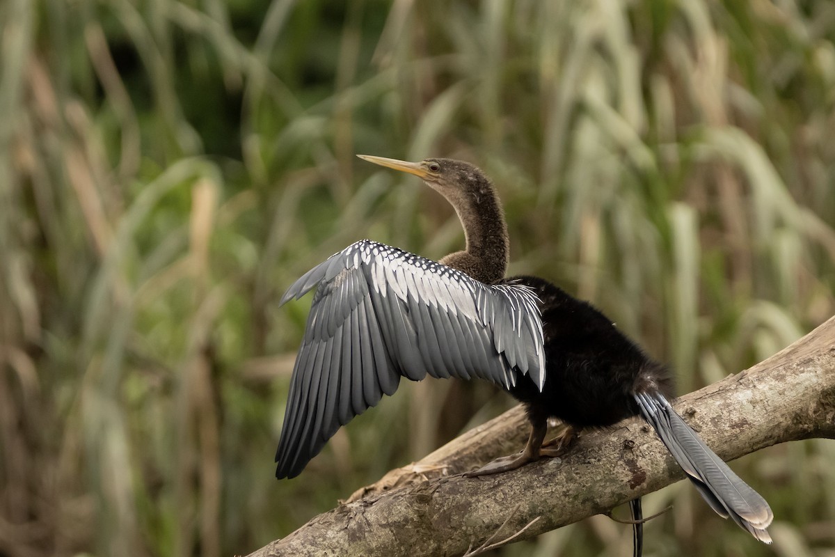 Anhinga - ML622150032