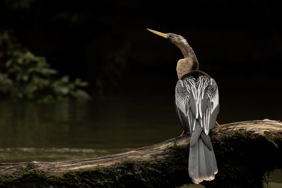 Anhinga - ML622150033