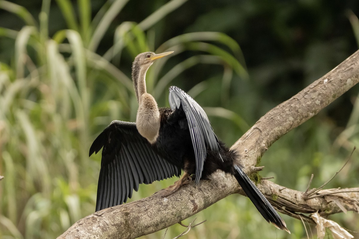 Anhinga - Cailyn Buchanan