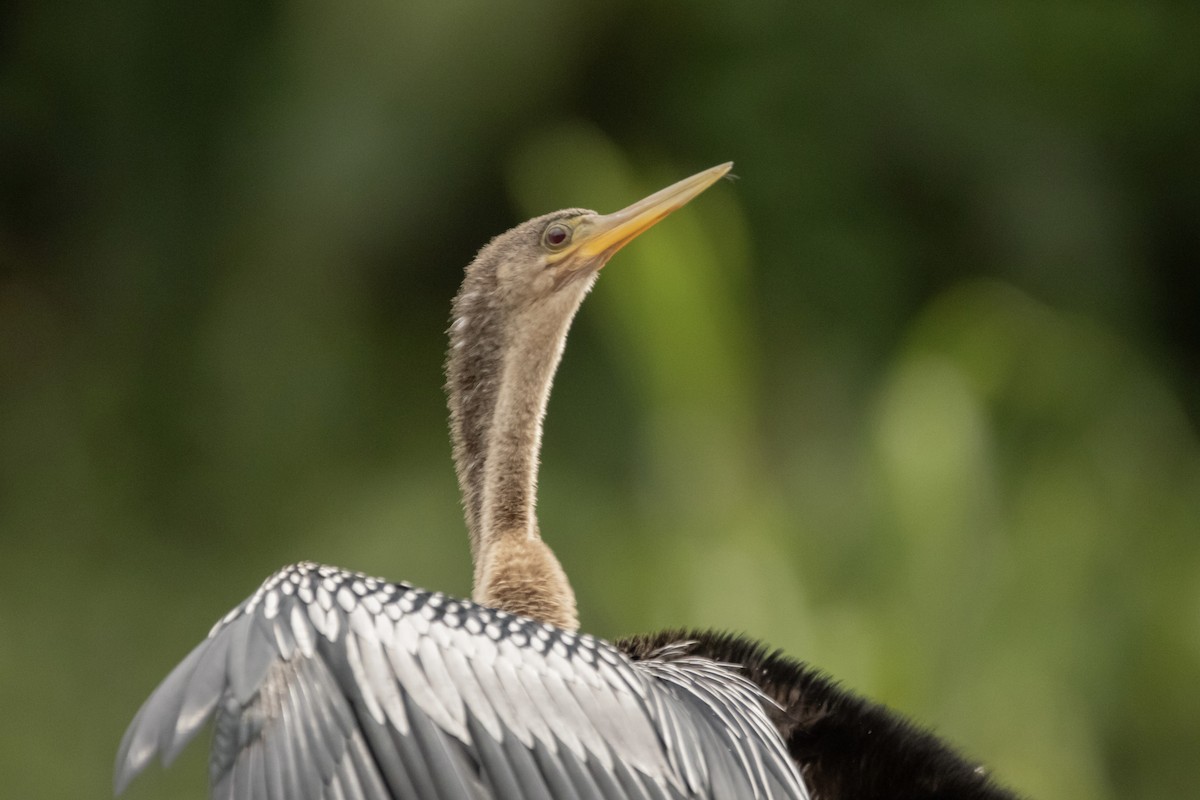 Anhinga - Cailyn Buchanan