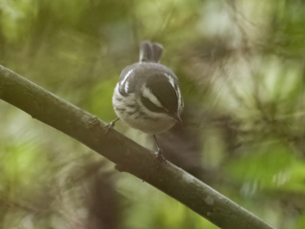 Black-throated Gray Warbler - ML622150041