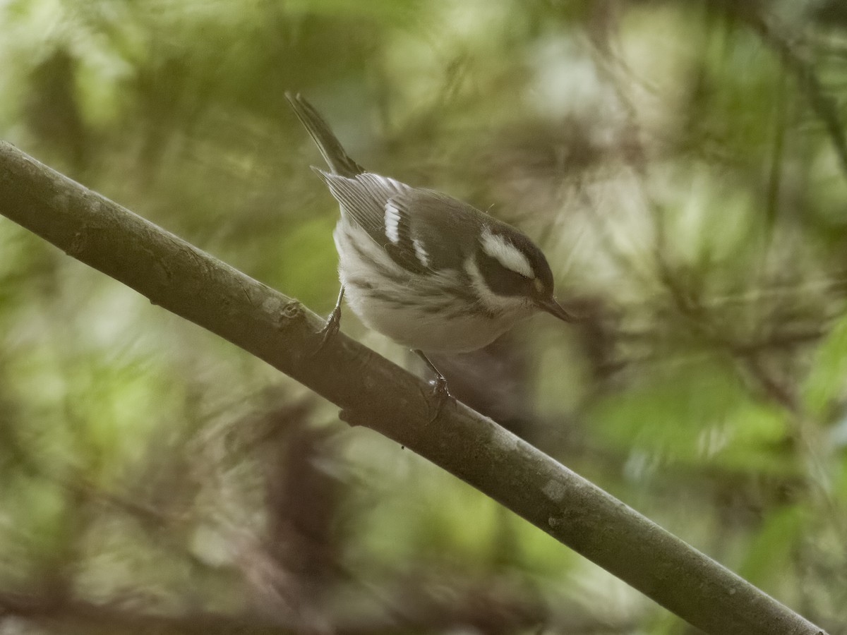 Black-throated Gray Warbler - ML622150042