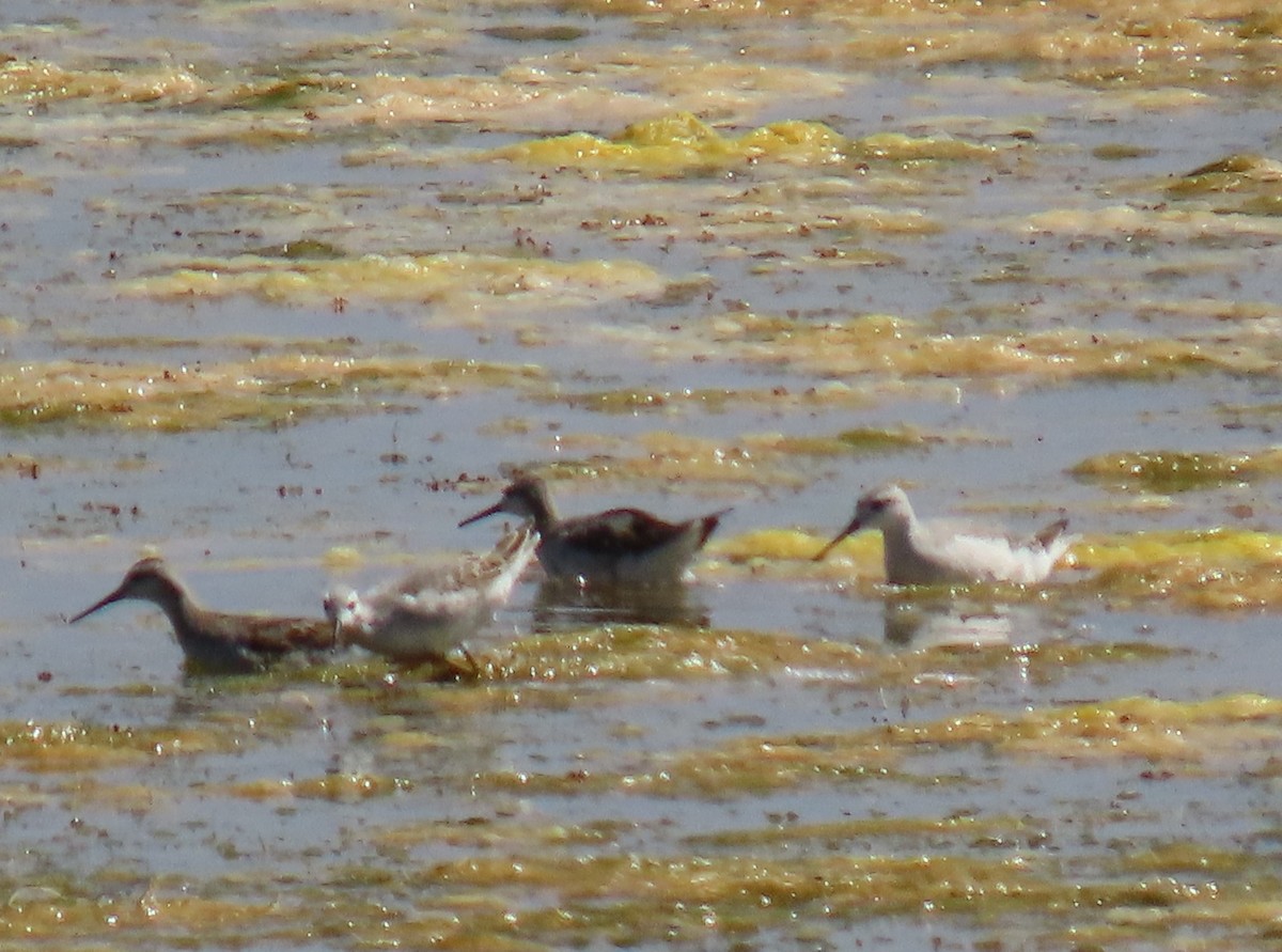 Wilson's Phalarope - ML622150043