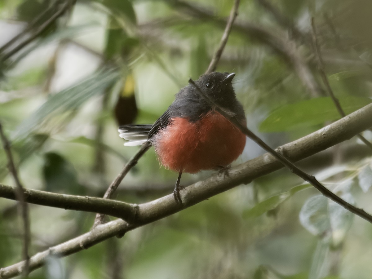 Slate-throated Redstart - ML622150045