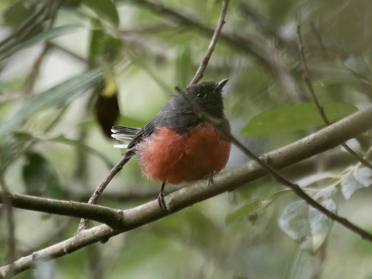 Slate-throated Redstart - ML622150046