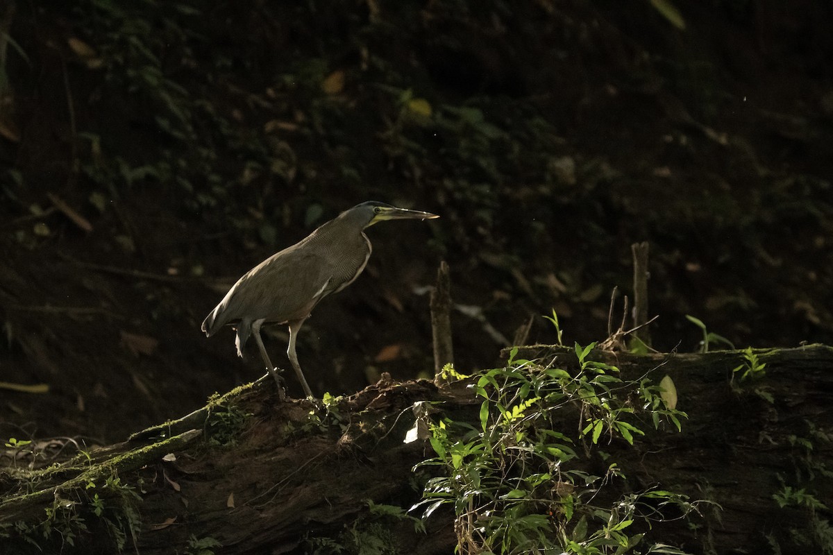 Bare-throated Tiger-Heron - ML622150047