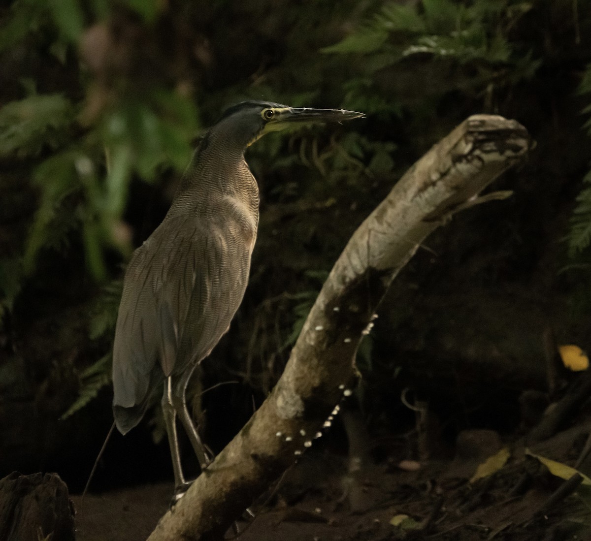 Bare-throated Tiger-Heron - Cailyn Buchanan