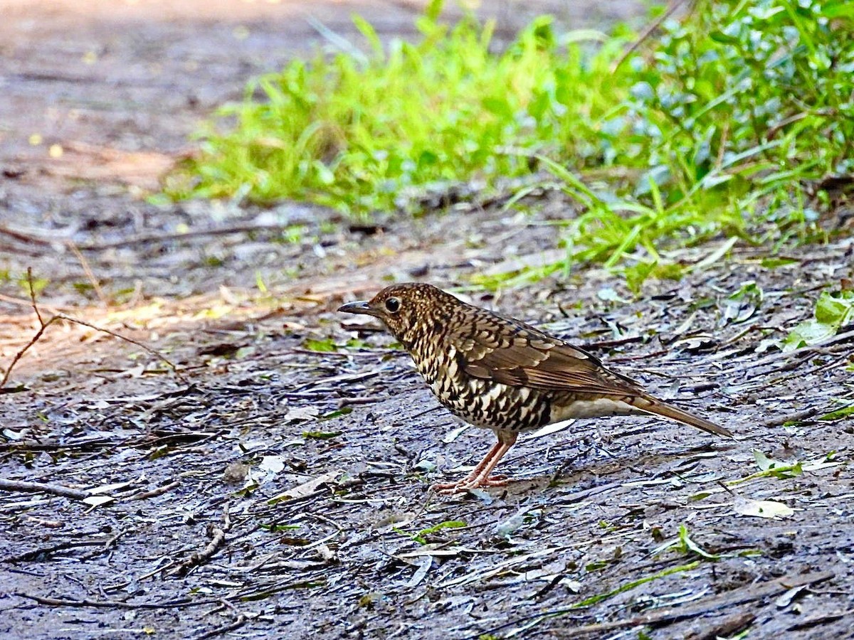 Bassian Thrush - ML622150049