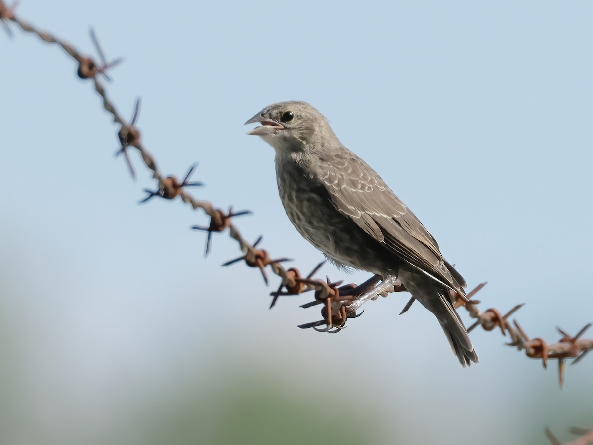 Brown-headed Cowbird - ML622150050