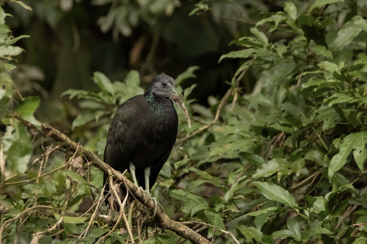 Green Ibis - ML622150054