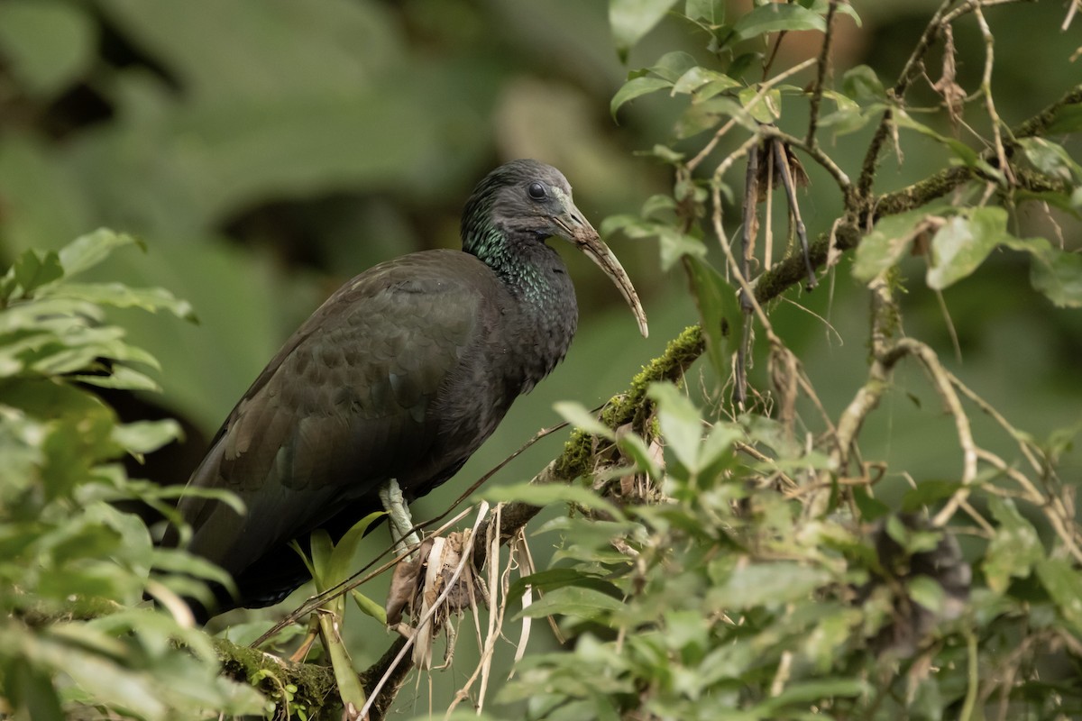 Green Ibis - ML622150055