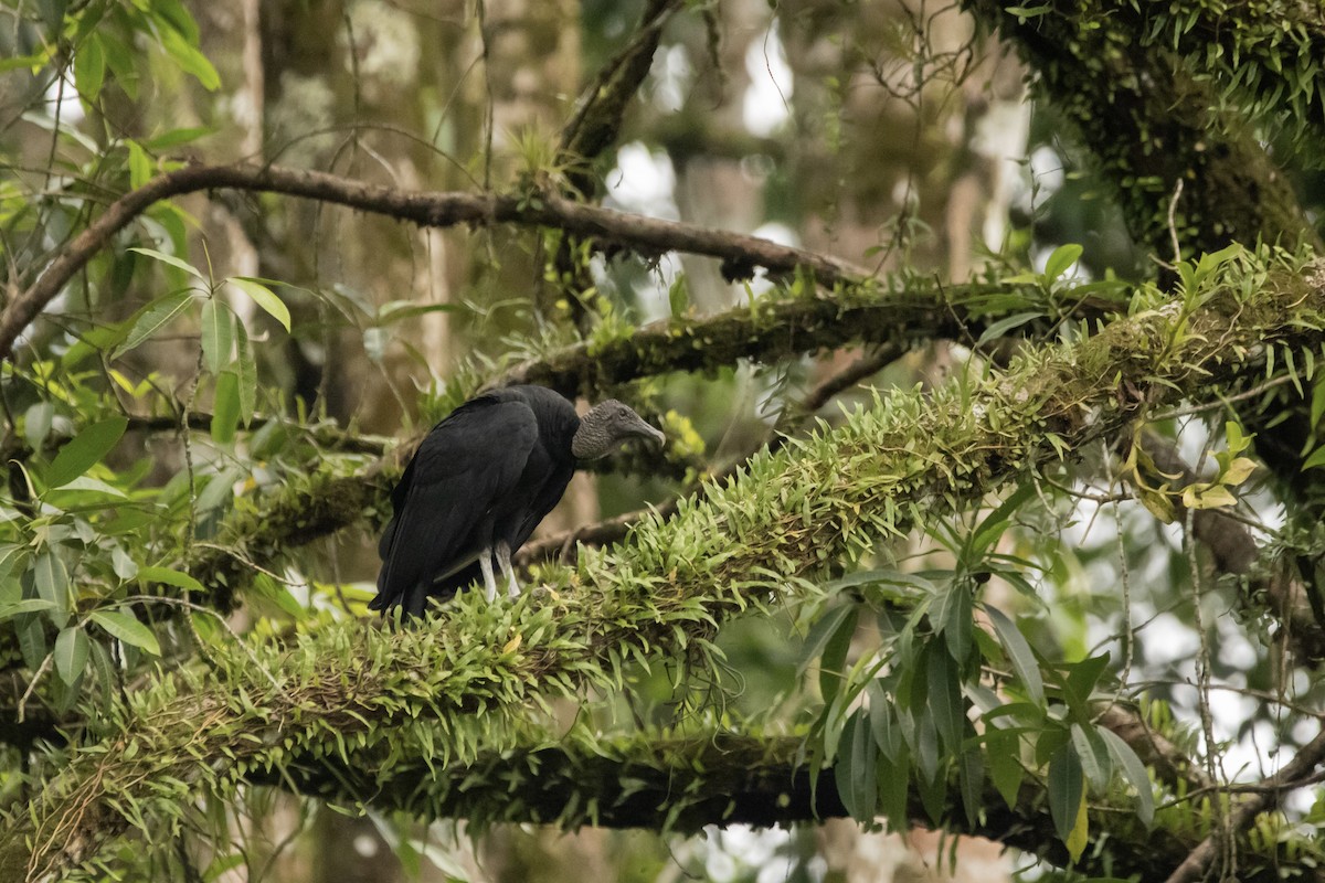 Black Vulture - ML622150057