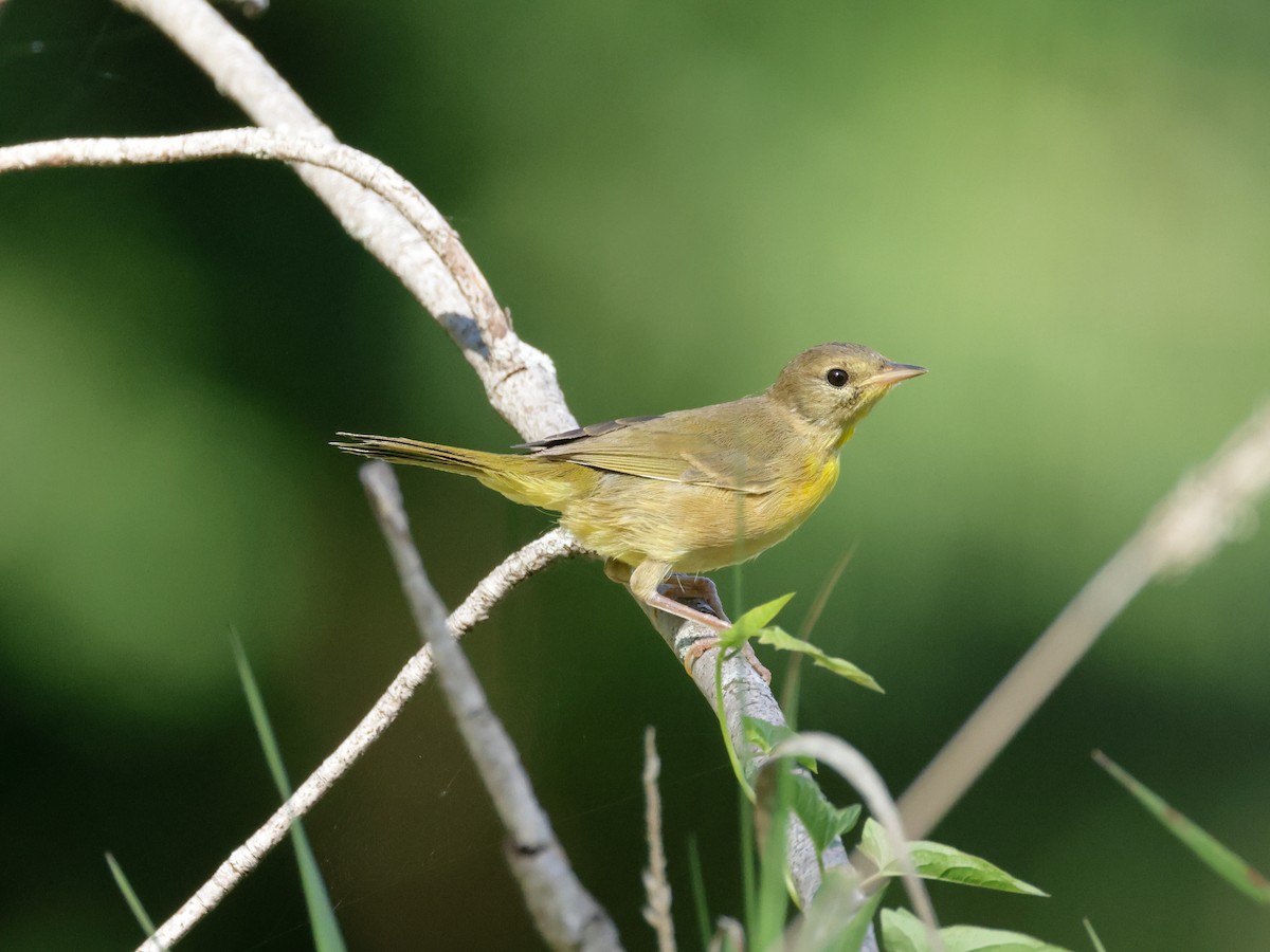 Common Yellowthroat - ML622150058