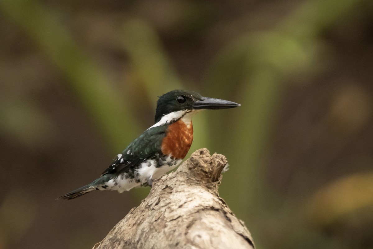 Green Kingfisher - ML622150059