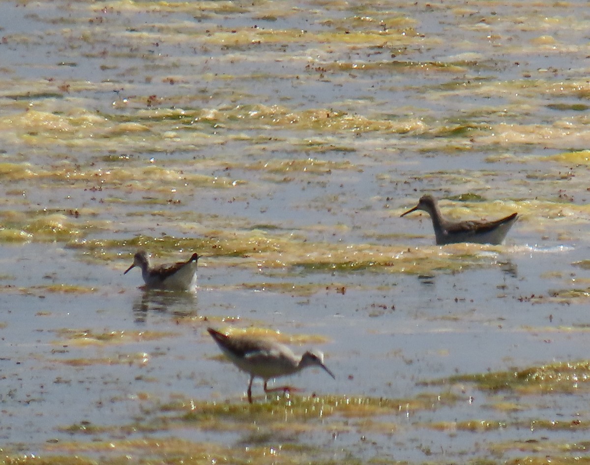 Wilson's Phalarope - ML622150060