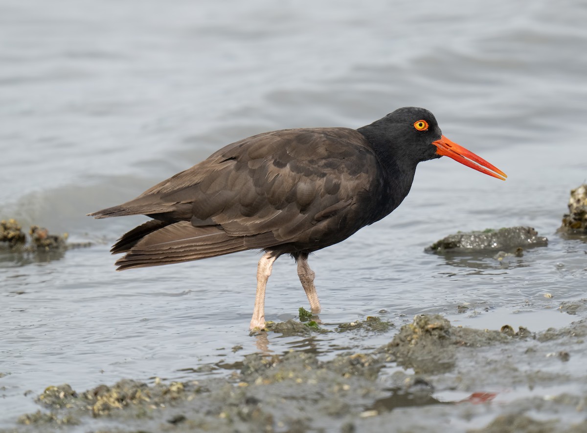 Black Oystercatcher - ML622150061