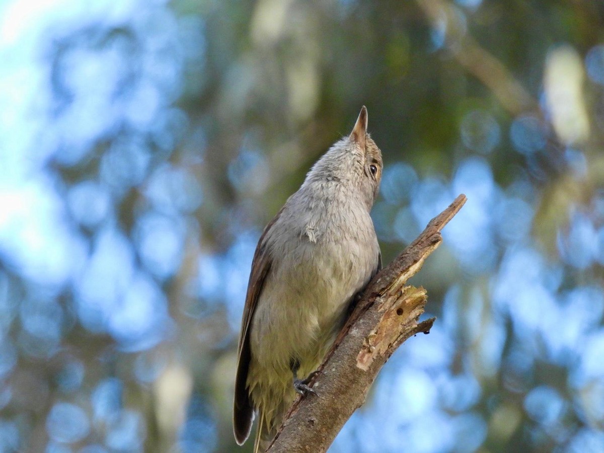 Gray Shrikethrush - ML622150062