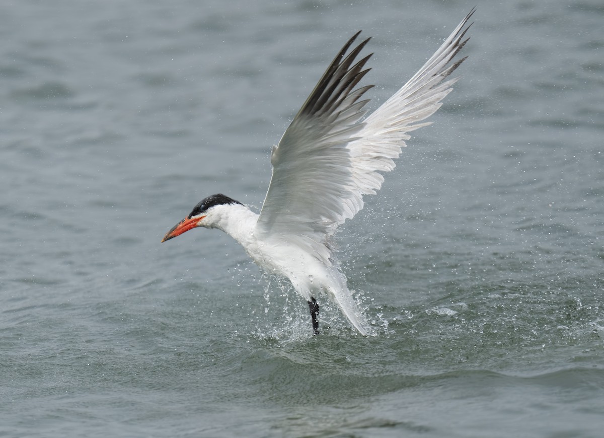 Caspian Tern - ML622150064