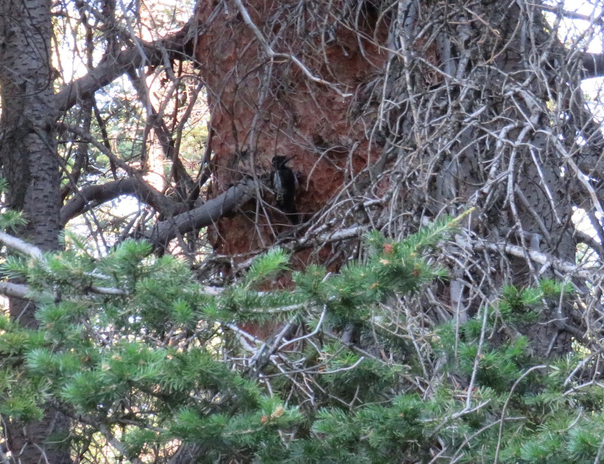 American Three-toed Woodpecker - ML622150066