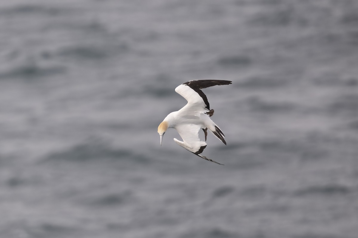 Australasian Gannet - ML622150067