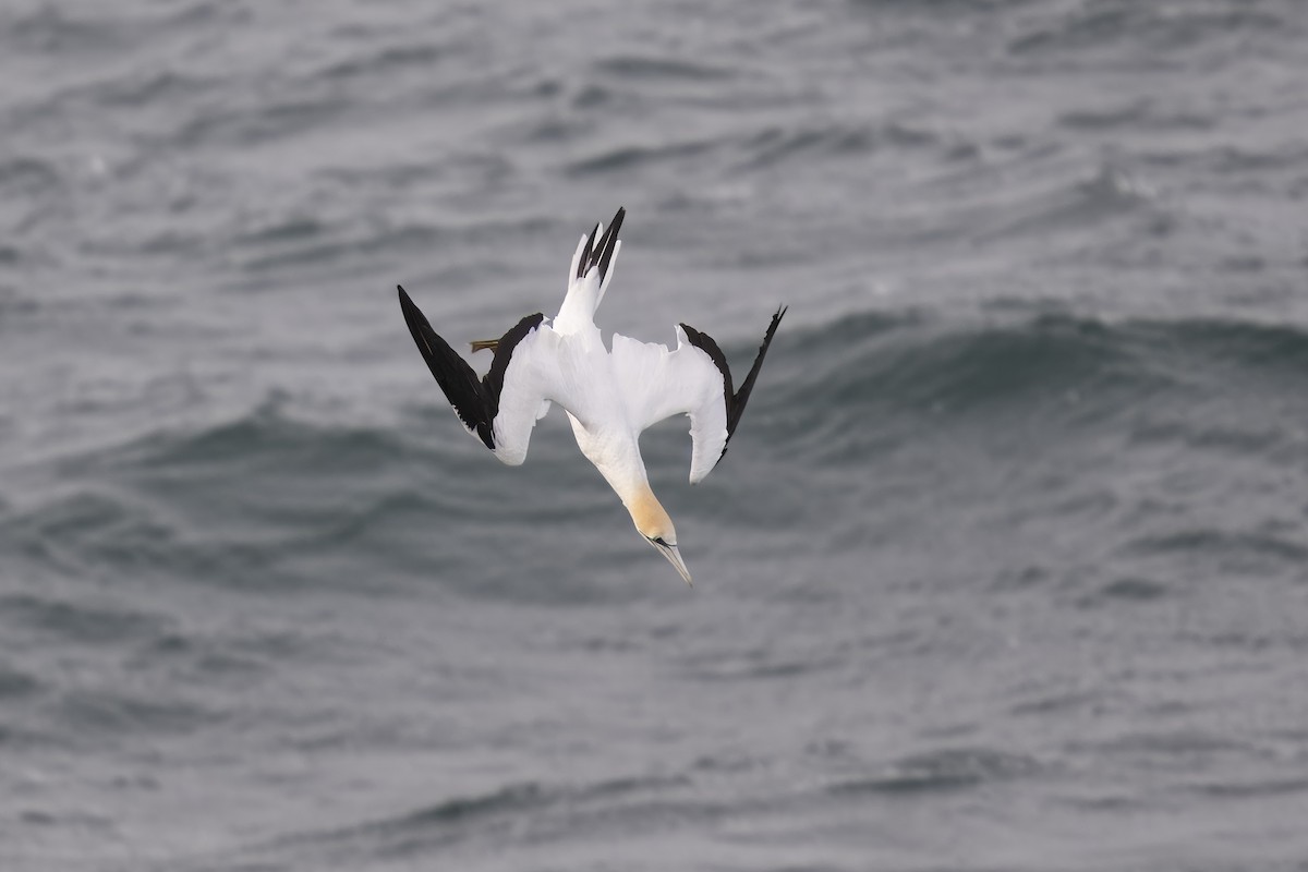 Australasian Gannet - ML622150068